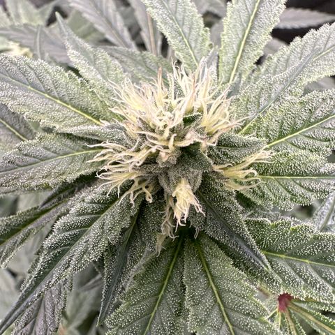 Rebecca  growlog timeline photo