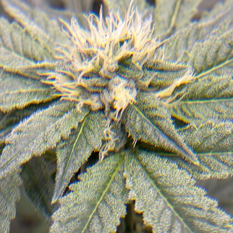 Rebecca  growlog timeline photo