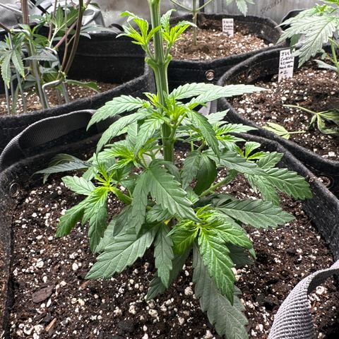 Cookies & Cream - ILGM growlog timeline photo