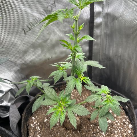 Cookies & Cream - ILGM growlog timeline photo