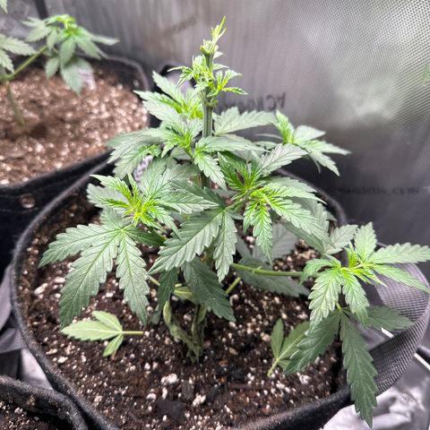 Cookies & Cream - ILGM growlog timeline photo