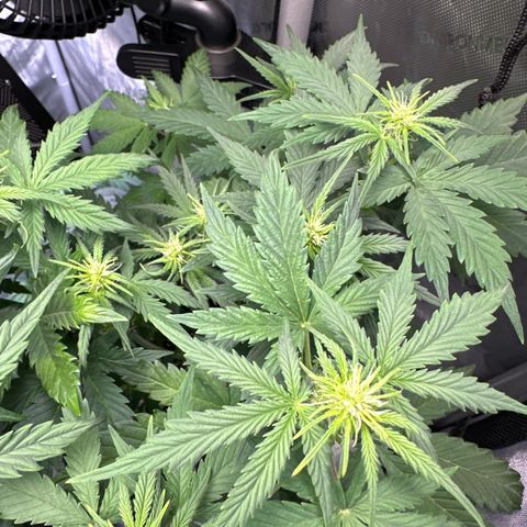 Bruce Banner Autoflower - ILGM growlog timeline photo