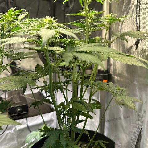 Bruce Banner Autoflower - ILGM growlog timeline photo
