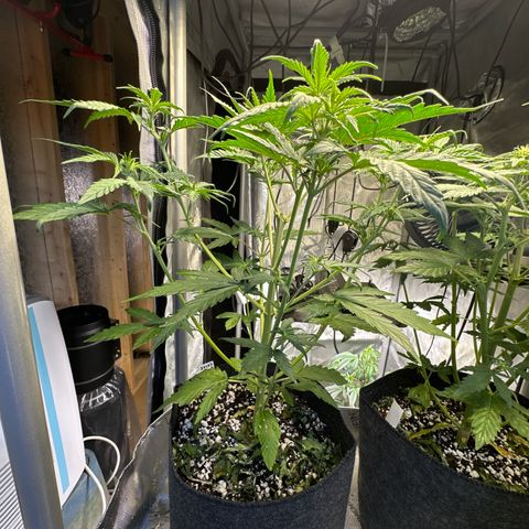 Bruce Banner Autoflower - ILGM growlog timeline photo
