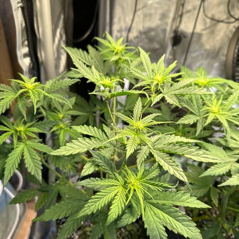 Bruce Banner Autoflower - ILGM growlog timeline photo