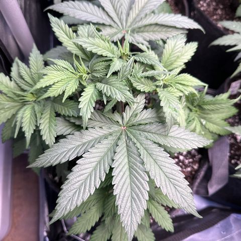 Sour Diesel - ILGM growlog timeline photo