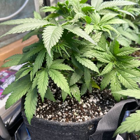 Sour Diesel - ILGM growlog timeline photo