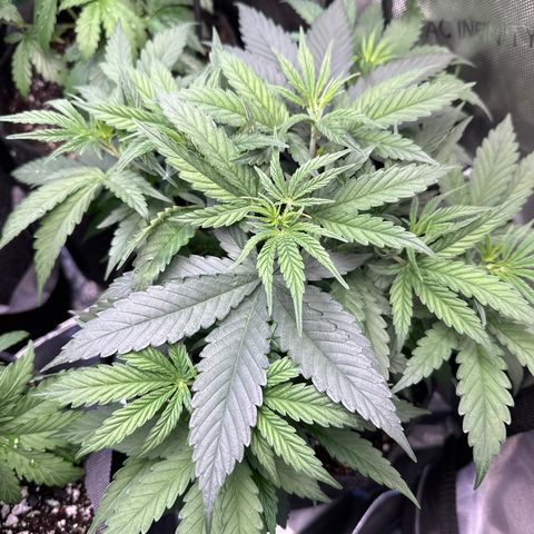 Sour Diesel - ILGM growlog timeline photo