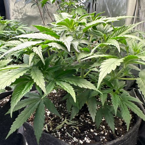 Sour Diesel - ILGM growlog timeline photo