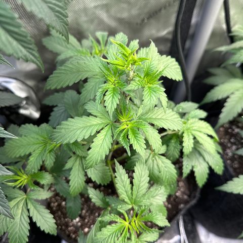 Cookies & Cream - ILGM growlog timeline photo