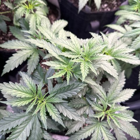 Cookies & Cream - ILGM growlog timeline photo