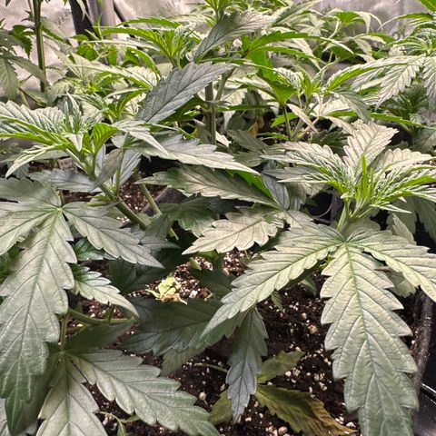 Cookies & Cream - ILGM growlog timeline photo