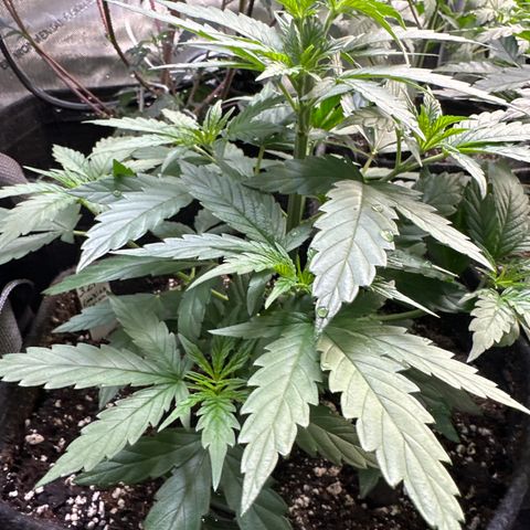 Cookies & Cream - ILGM growlog timeline photo
