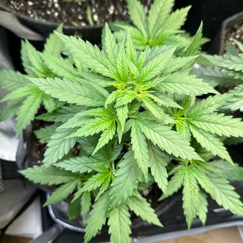 Cookies & Cream - ILGM growlog timeline photo