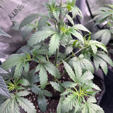Cookies & Cream - ILGM growlog timeline photo