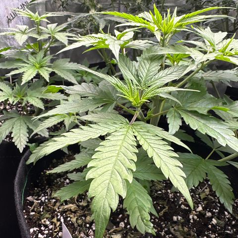 Cherry Pie - ILGM growlog timeline photo