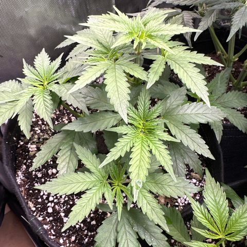 Cherry Pie - ILGM growlog timeline photo