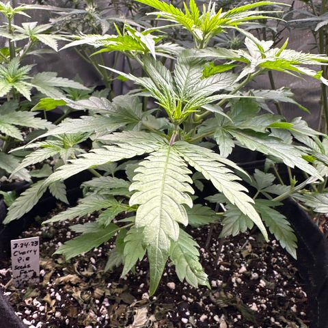 Cherry Pie - ILGM growlog timeline photo