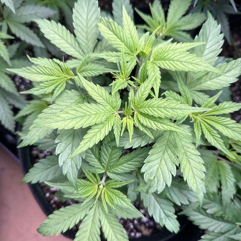 Cherry Pie - ILGM growlog timeline photo