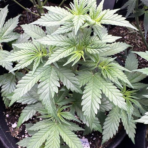 Sweet Tooth - ILGM growlog timeline photo