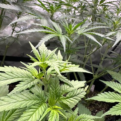 Sweet Tooth - ILGM growlog timeline photo