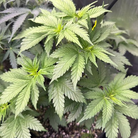 Cherry Pie - ILGM growlog timeline photo