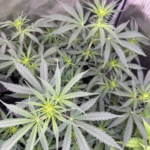 Kim growlog timeline photo