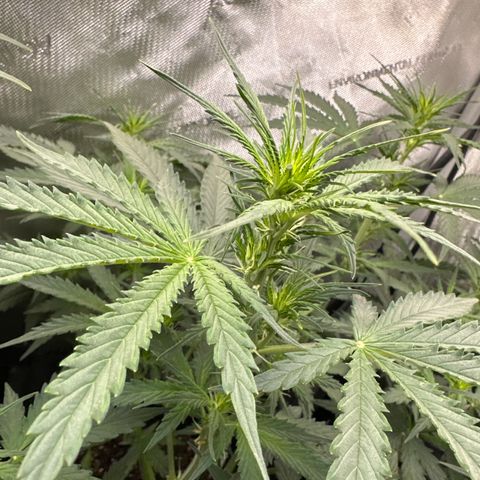 Kim growlog timeline photo
