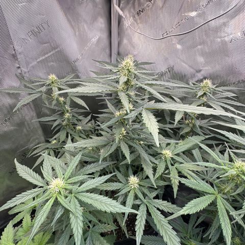 Tiny  growlog timeline photo