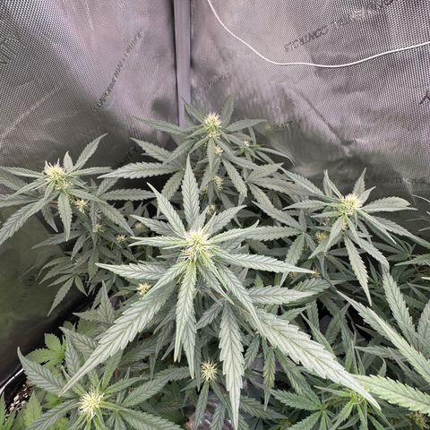 Tiny  growlog timeline photo