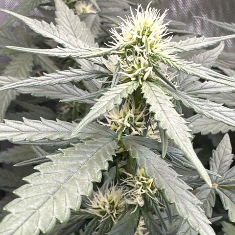 Tiny  growlog timeline photo