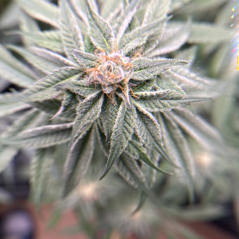Miri Miri growlog timeline photo