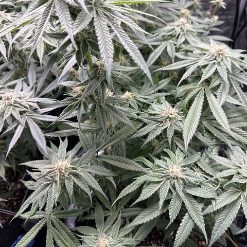 Miri Miri growlog timeline photo