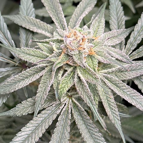 Michelle growlog timeline photo