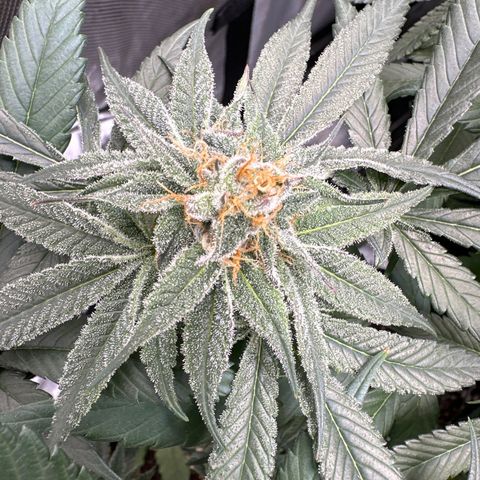 Michelle growlog timeline photo