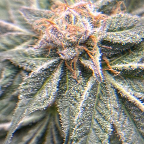 Miri Miri growlog timeline photo