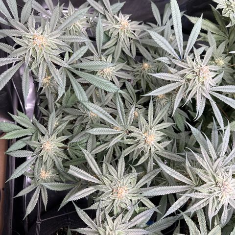 Michelle growlog timeline photo