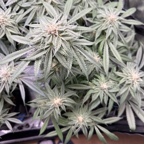 Miri Miri growlog timeline photo