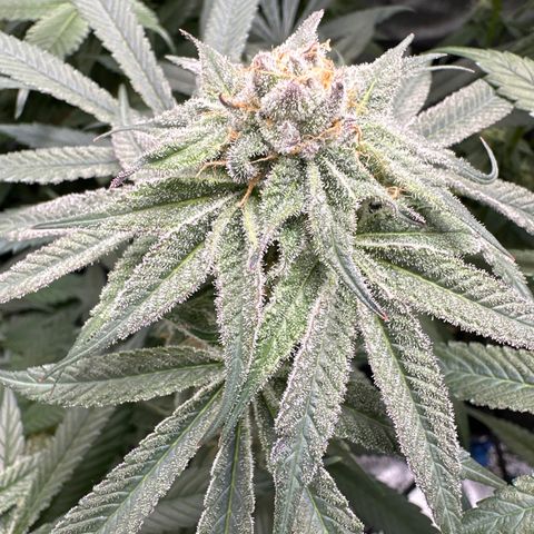 Michelle growlog timeline photo