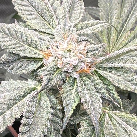 Iraida  growlog timeline photo