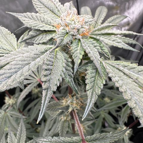 Iraida  growlog timeline photo