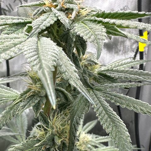 Iraida  growlog timeline photo