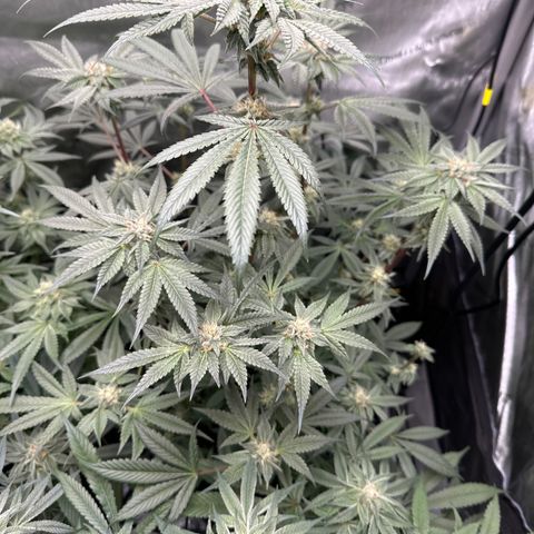 Iraida  growlog timeline photo
