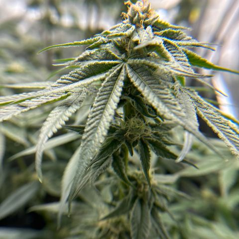 Miri Miri growlog timeline photo