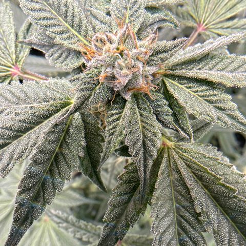Iraida  growlog timeline photo