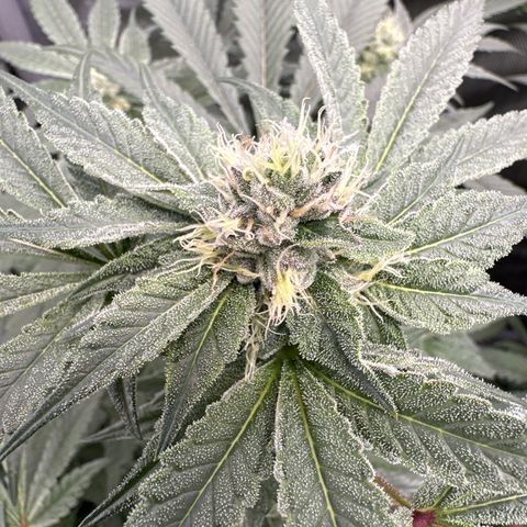 Rebecca  growlog timeline photo