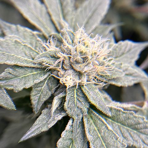 Rebecca  growlog timeline photo