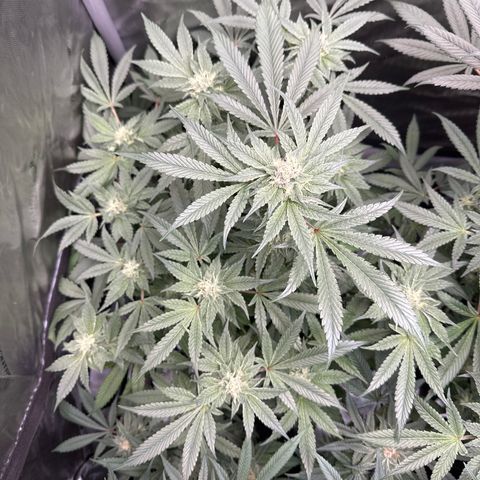 Rebecca  growlog timeline photo