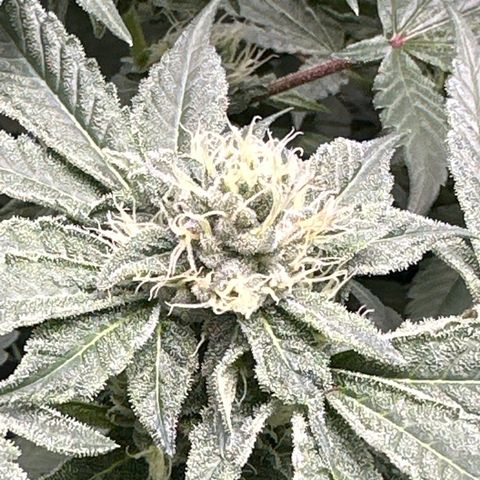 Rebecca  growlog timeline photo
