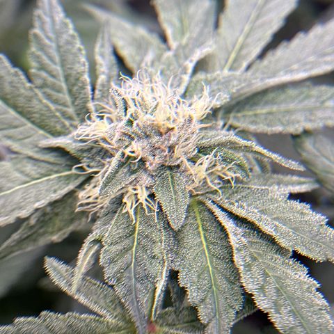 Rebecca  growlog timeline photo